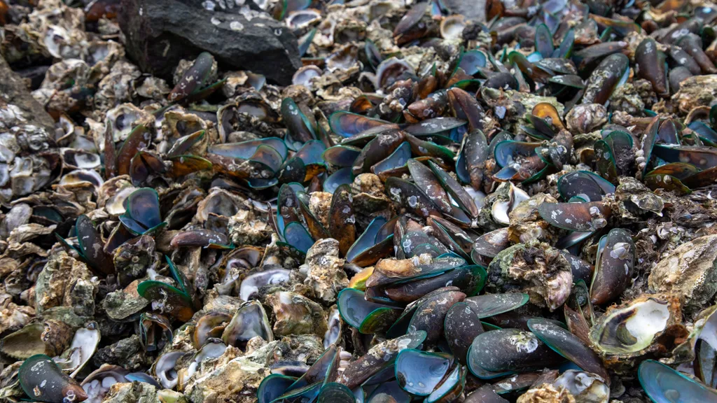 Discarded green mussel shells piled on the shore at Sriracha