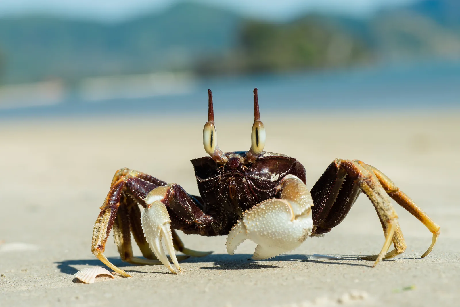 Horned ghost crab standing on a sandy beach in Krabi, Thailand
