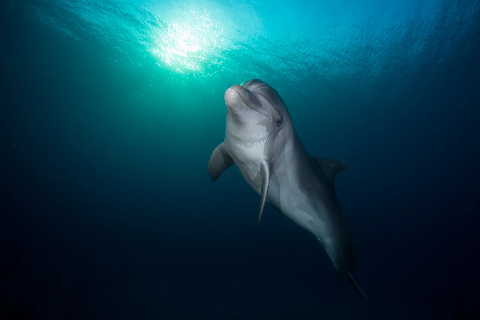 Bottlenose dolphin swimming up toward the sunlight in deep blue water at Dolphin Reef, Eilat, Israel
