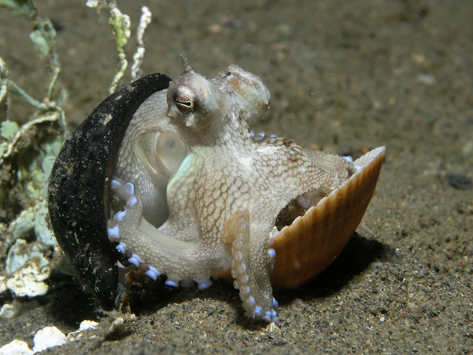 Coconut octopus sheltering between two empty shells on a sandy seabed off East Timor