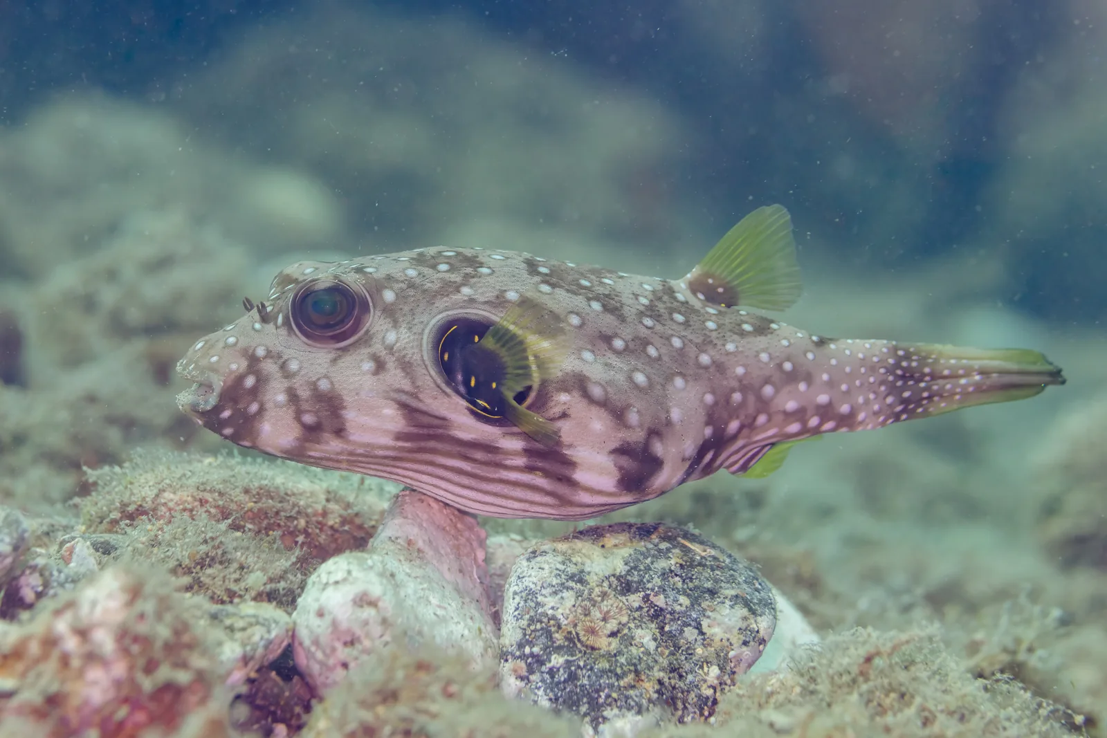 White-spotted puffer resting on rocks on the seabed at Anilao, Philippines