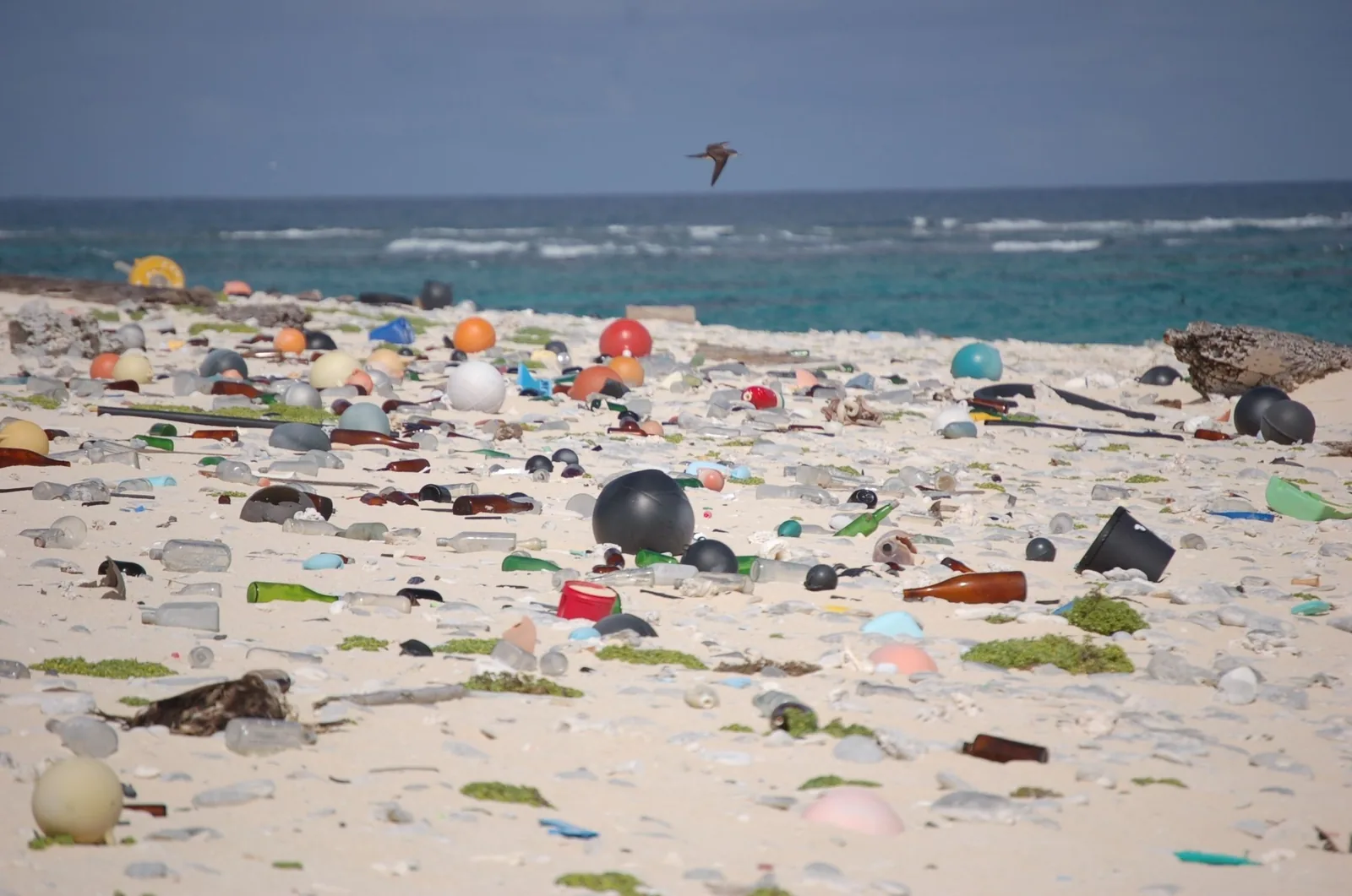 Plastic debris washed ashore and scattered across a sandy beach on Laysan Island, Hawaii