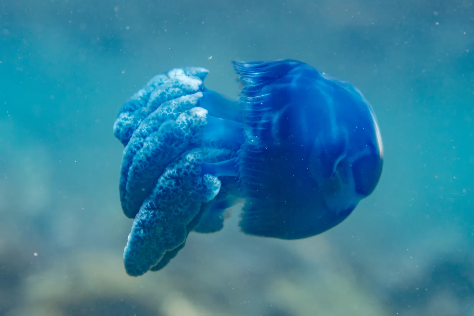 Blue spotted jellyfish drifting in open water at Anilao, Philippines
