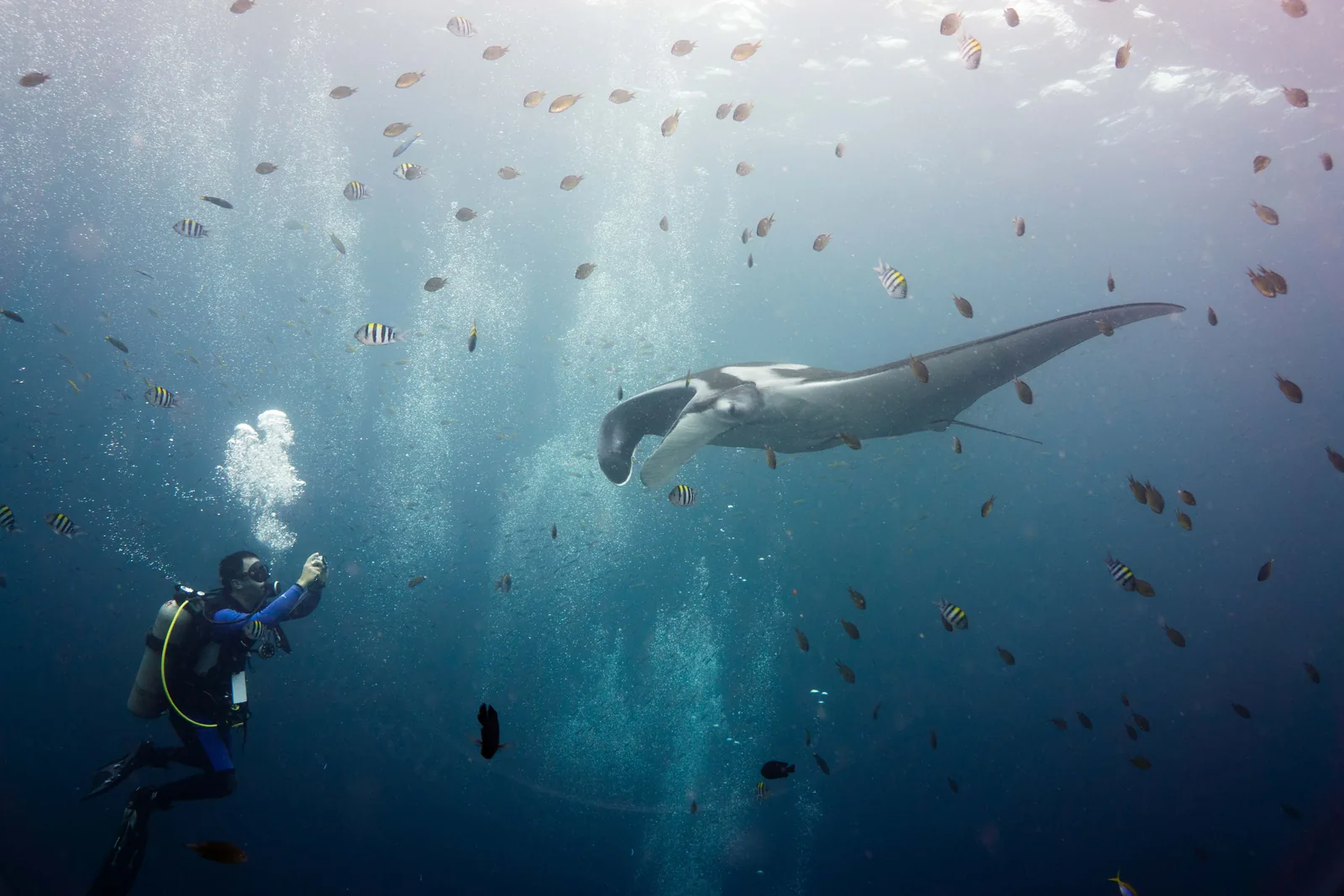 Giant oceanic manta ray swimming above a diver among small fish in Thai waters