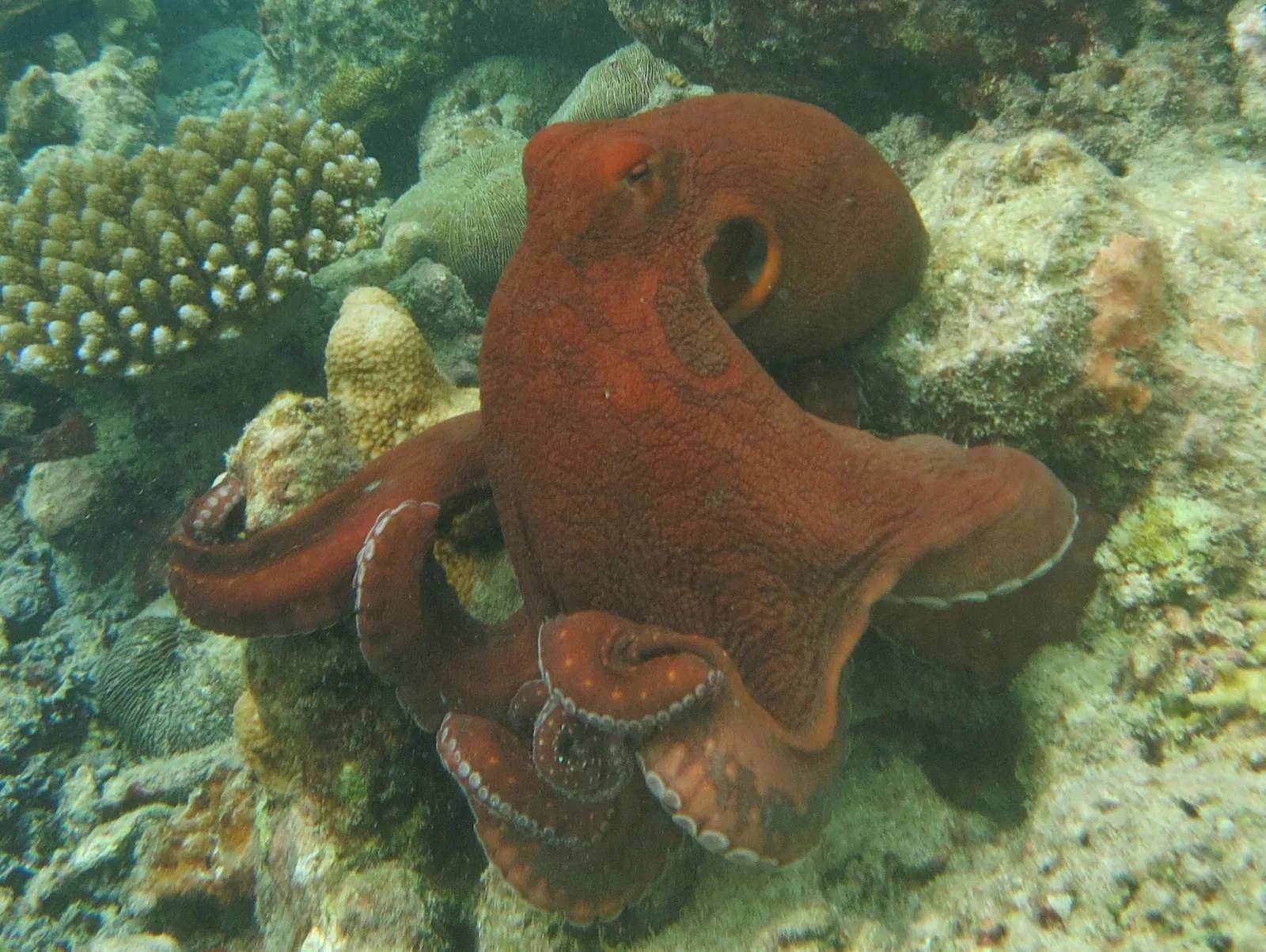 Reddish day octopus spreading its arms over a coral reef in Baa Atoll, Maldives