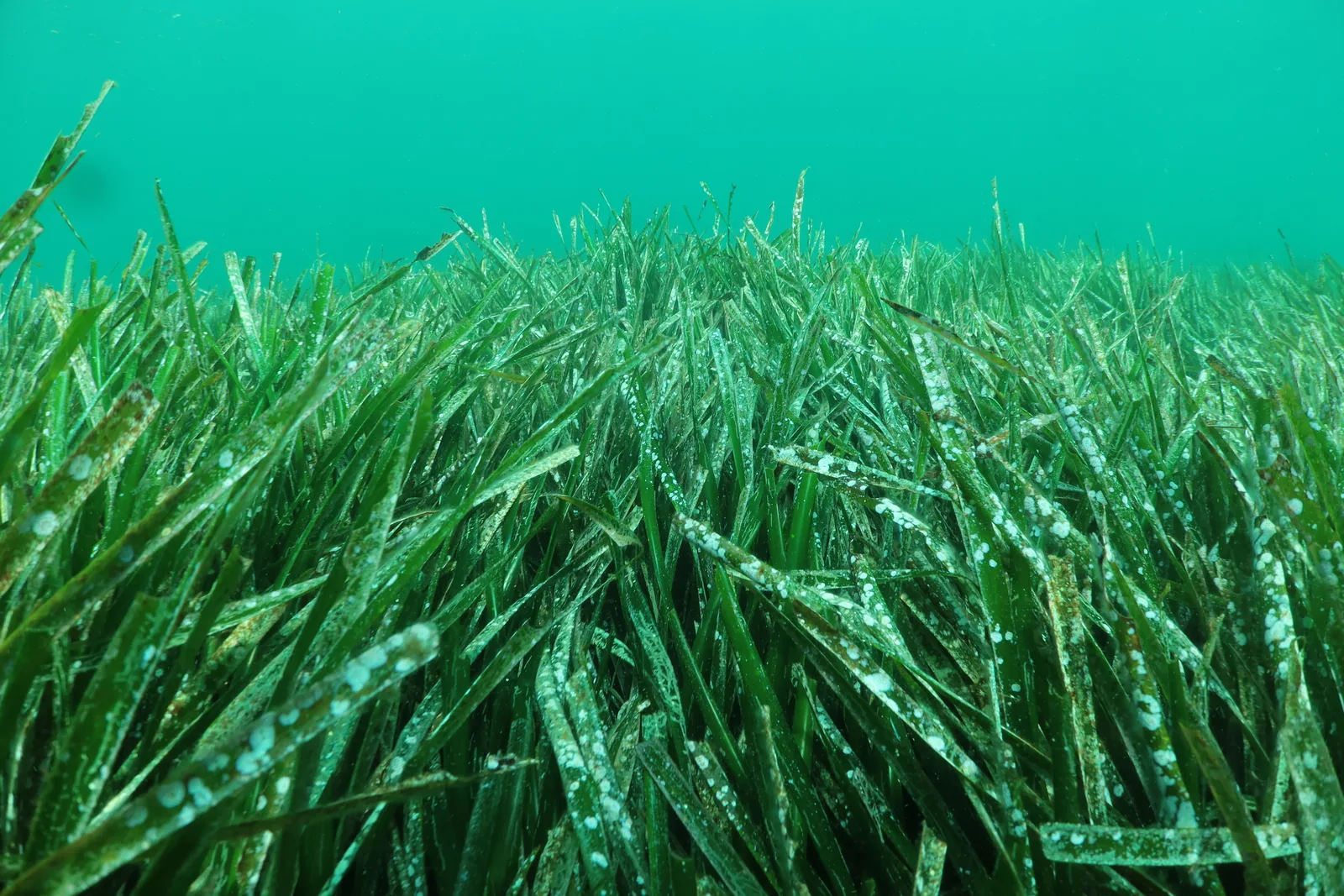 Underwater view of a dense seagrass meadow on the seabed